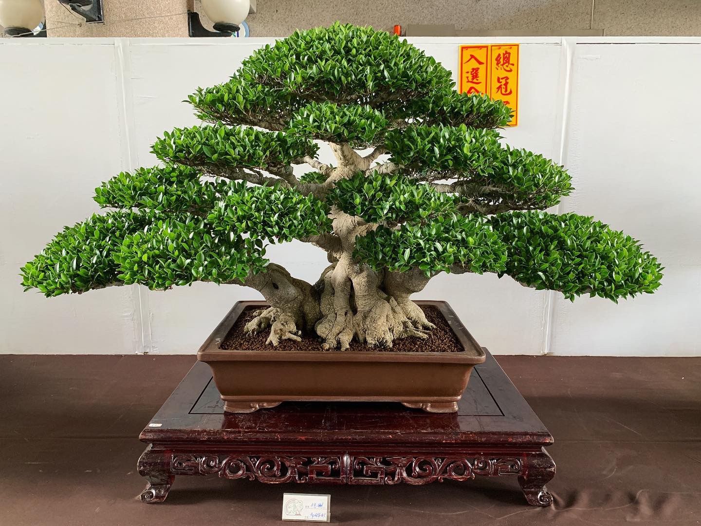 ed44bfb7 7c17 4e58 90ba 7c6ca93a68bb [展覽] 2019高雄市後勁盆栽藝術協會.盆栽展