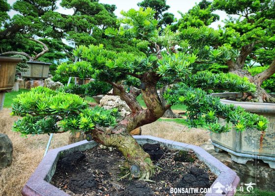 f0104df9 f211 4a3a 8948 e28803c9d3fa [晶鑽羅漢松]培養中的大型盆景 晶鑽羅漢松(Diamond Podocarpus costalis)