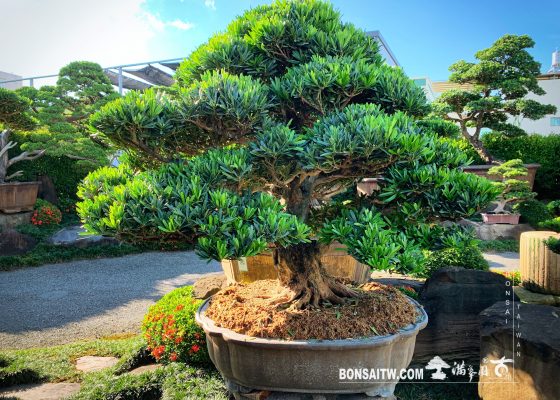 f3d7e888 4a28 4751 8fb7 067cca9e24e0 [羅漢松] 大型盆景 成品(Complete Bonsai)