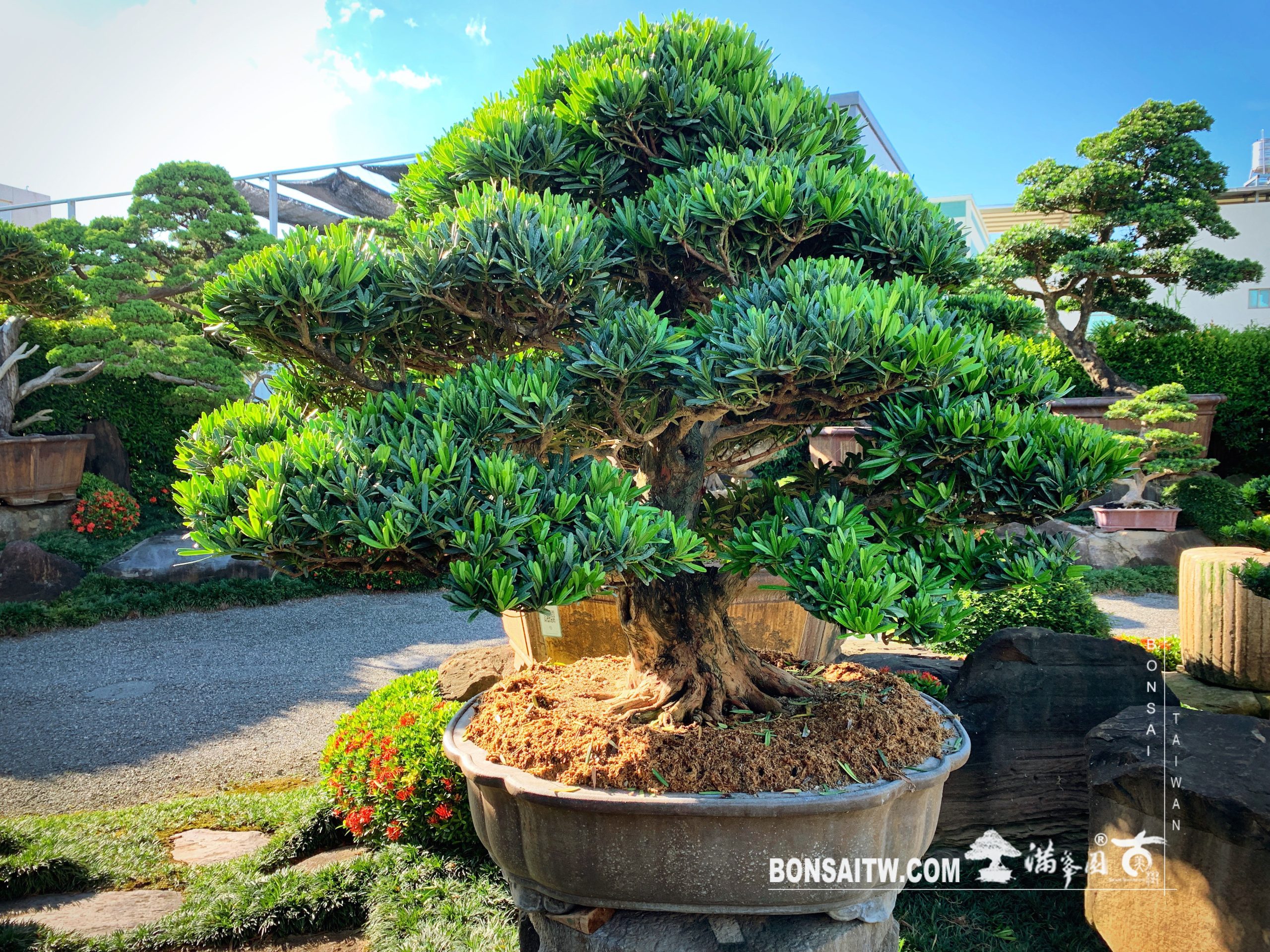 f3d7e888 4a28 4751 8fb7 067cca9e24e0 [羅漢松] 大型盆景