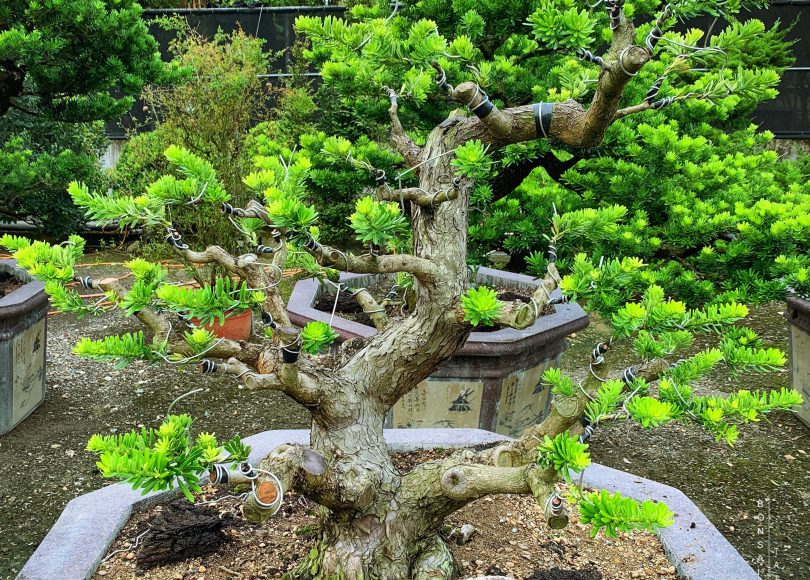 f425dd89 2f62 4a01 beb3 93938585c3b8 [晶鑽羅漢松]培養中的大型盆景 晶鑽羅漢松(Diamond Podocarpus costalis)