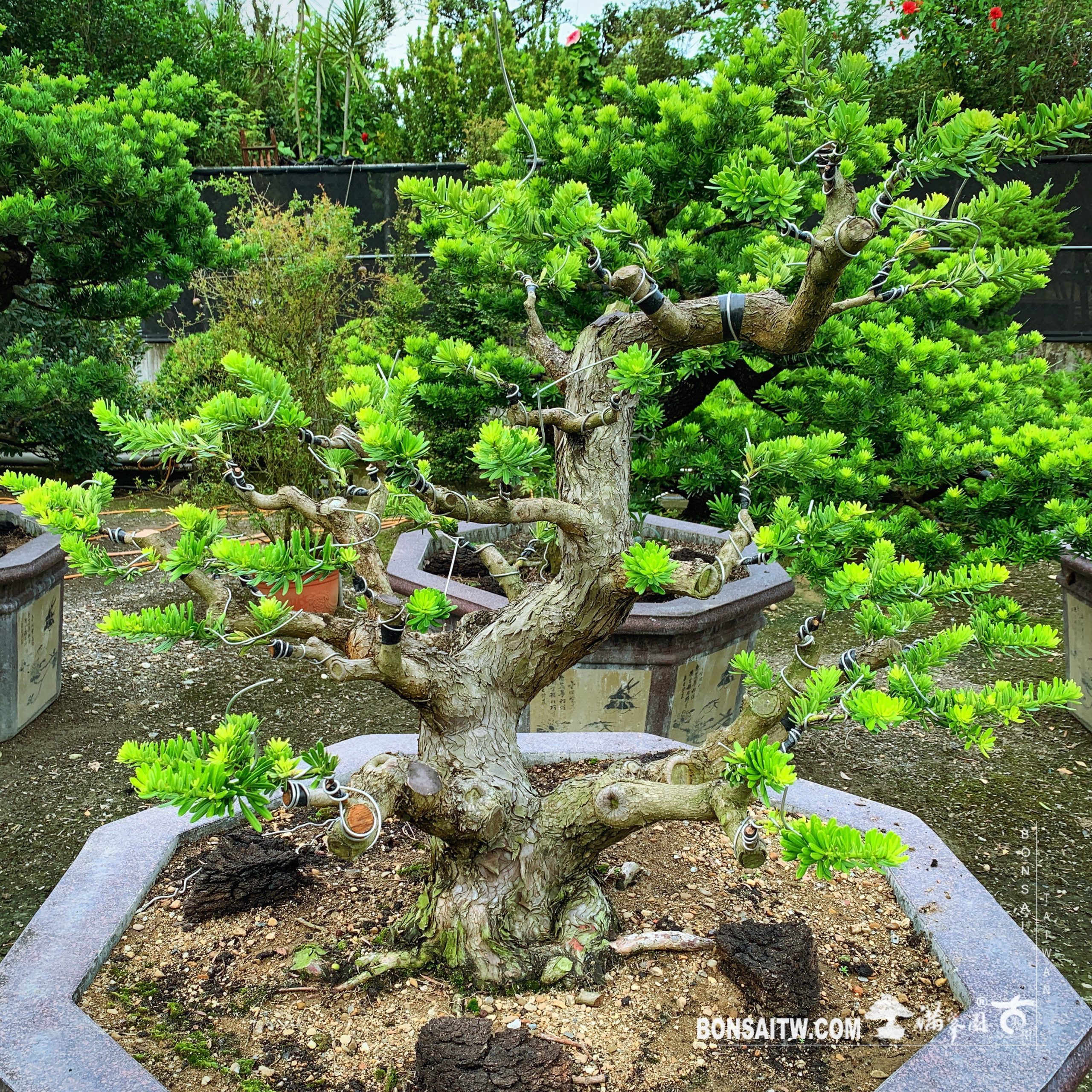 f425dd89 2f62 4a01 beb3 93938585c3b8 [晶鑽羅漢松]培養中的大型盆景 晶鑽羅漢松(Diamond Podocarpus costalis)