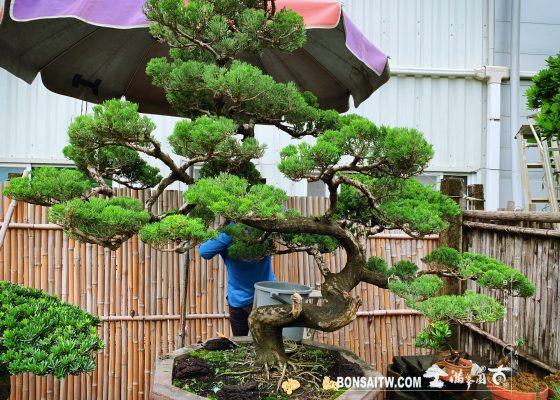 f6ffa2b9 8d4f 429d af44 8b67395e45a7 [真柏]整理 真柏(Juniperus chinensis)