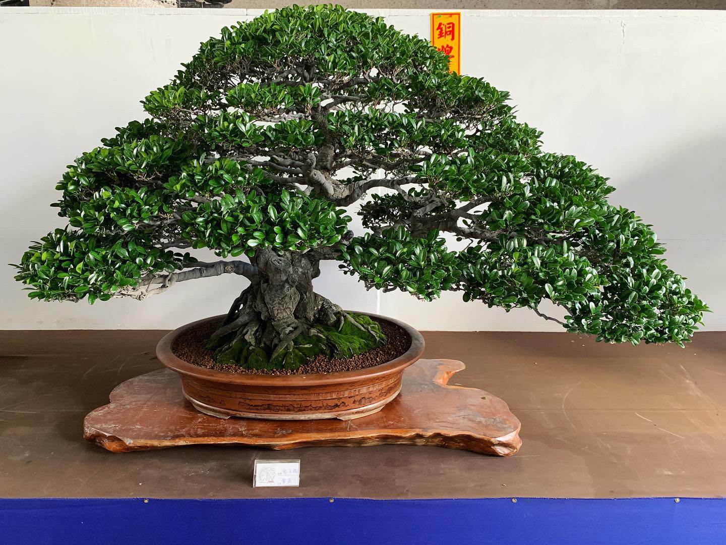 fab14c18 7a39 4b0f a170 b198a862d989 [展覽] 2019高雄市後勁盆栽藝術協會.盆栽展