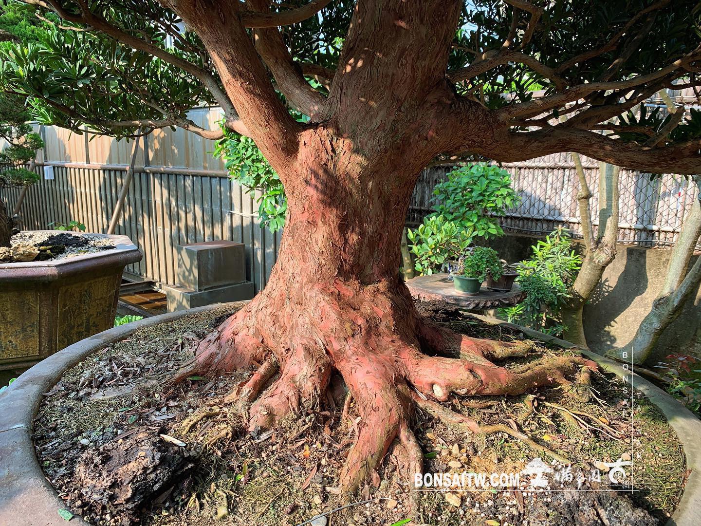 011fcb7b 1885 43af ba31 51f0e7616613 [羅漢松] 整理