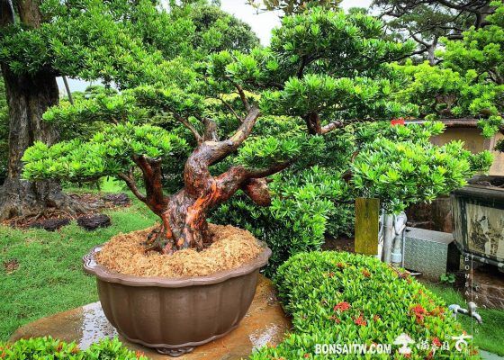 035bdc2f dd1f 499e ac87 e94e38a95ab8 [晶鑽羅漢松] 換盆.整理 羅漢松(Podocarpus costalis)