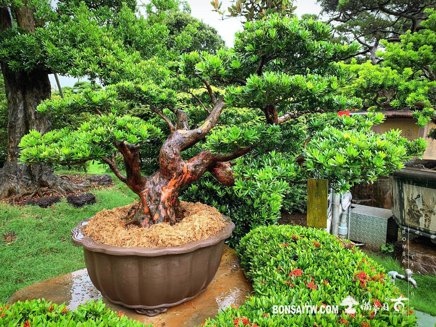 035bdc2f dd1f 499e ac87 e94e38a95ab8 [晶鑽羅漢松] 換盆.整理 羅漢松(Podocarpus costalis)