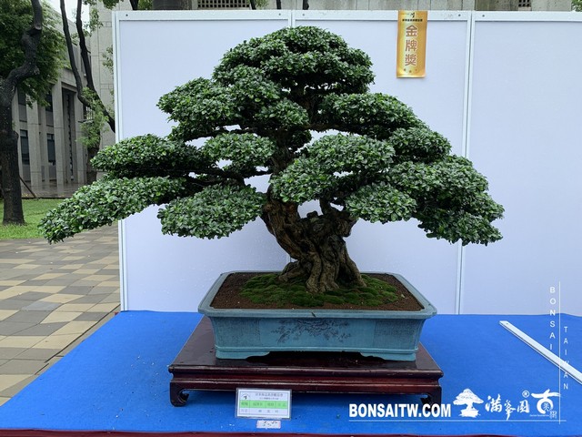 037 [展覽] 2019樹藝雅石屏光展