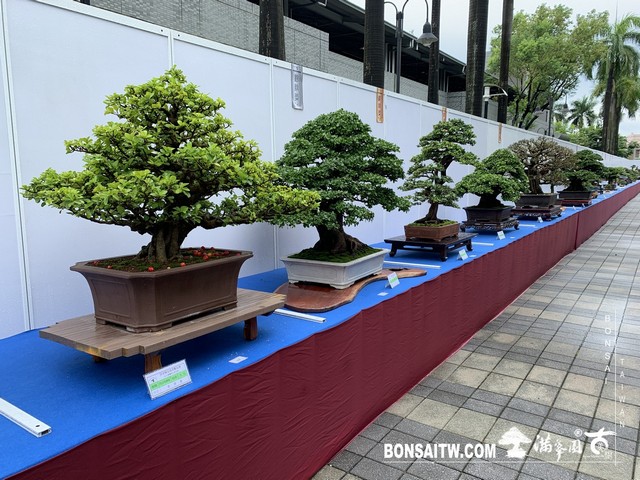 040 [展覽] 2019樹藝雅石屏光展