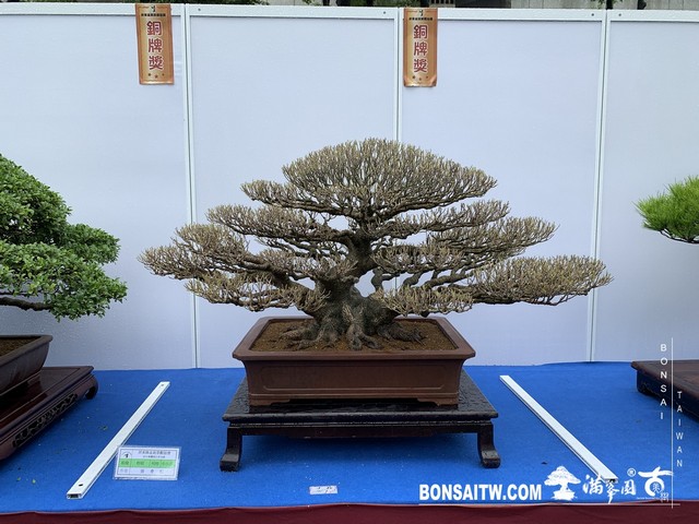 043 [展覽] 2019樹藝雅石屏光展