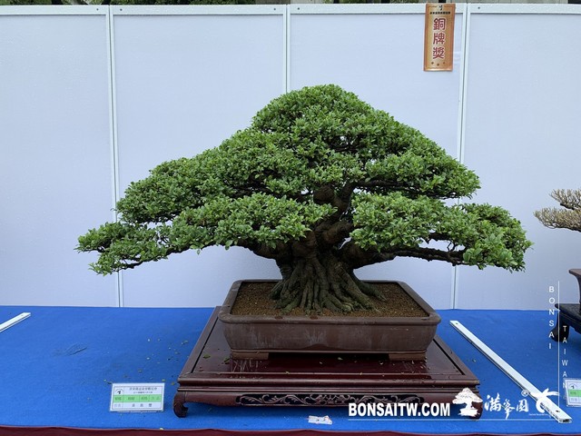 044 [展覽] 2019樹藝雅石屏光展