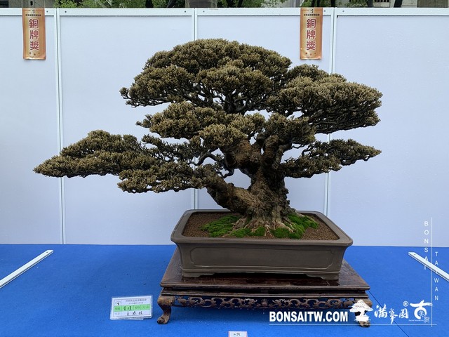 045 [展覽] 2019樹藝雅石屏光展