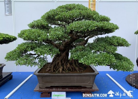 049 [展覽] 2019樹藝雅石屏光展 2019盆栽展