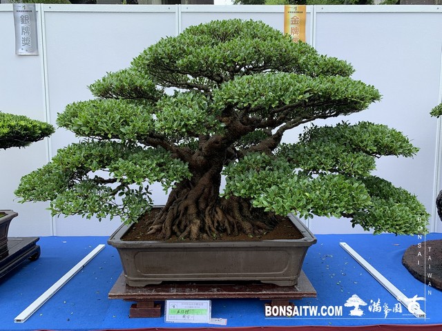 049 [展覽] 2019樹藝雅石屏光展