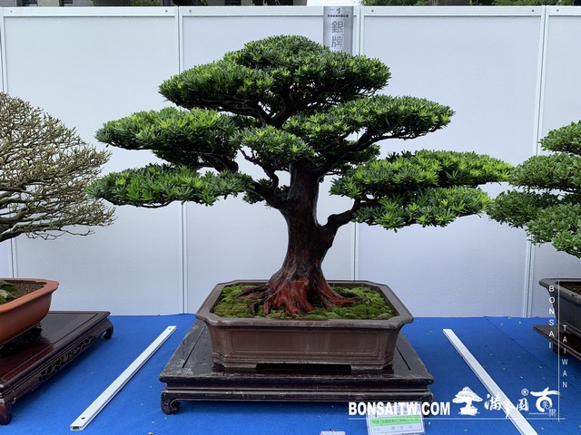 052 [展覽] 2019樹藝雅石屏光展