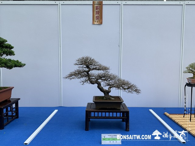 054 [展覽] 2019樹藝雅石屏光展