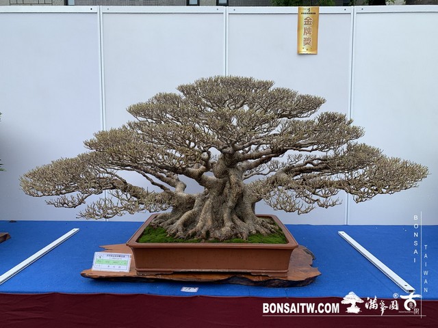 055 [展覽] 2019樹藝雅石屏光展