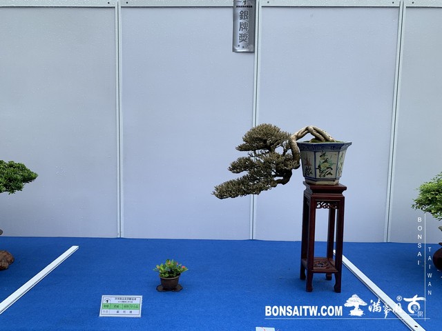 057 [展覽] 2019樹藝雅石屏光展