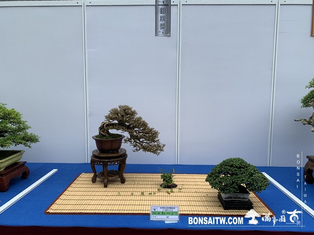 058 1 [展覽] 2019樹藝雅石屏光展