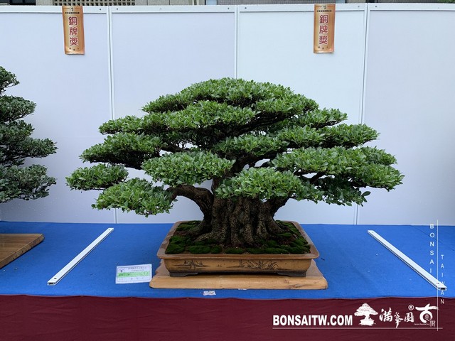 059 1 [展覽] 2019樹藝雅石屏光展