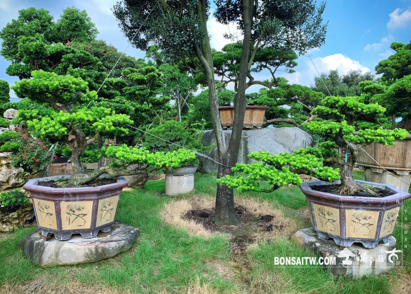 05cadebb aef0 403c a459 d1229ae43e6c [晶鑽羅漢松] 如果今天不比昨天多做一點什麼，那麼明天還有什麼意義。 晶鑽羅漢松(Diamond Podocarpus costalis)