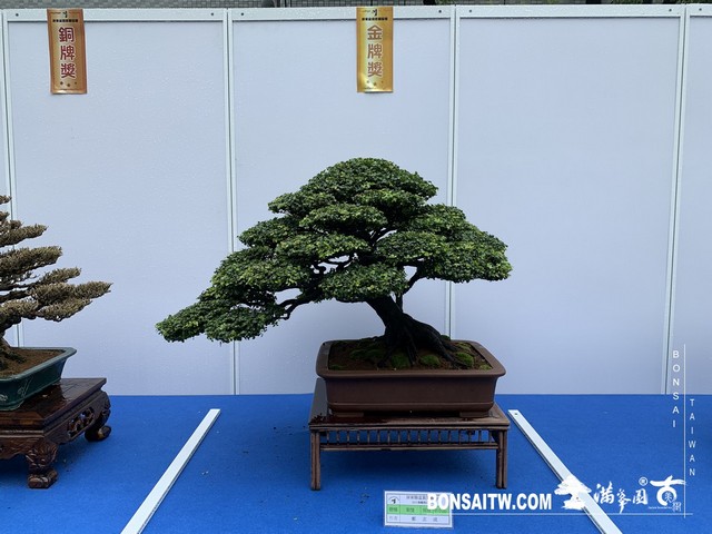 060 [展覽] 2019樹藝雅石屏光展