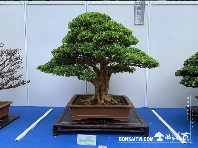 063 1 [展覽] 2019樹藝雅石屏光展