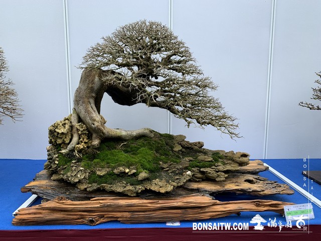 066 [展覽] 2019樹藝雅石屏光展