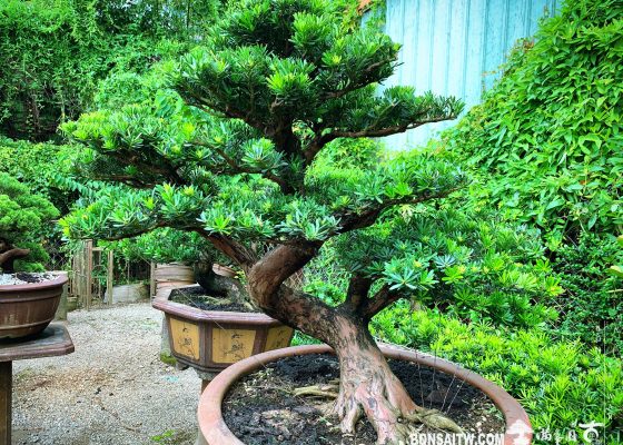 06f029f9 ed45 444b 8506 2be97bdb3009 [晶鑽羅漢松] 汗水不會白流，它只是成長過程的要素之一。 整枝