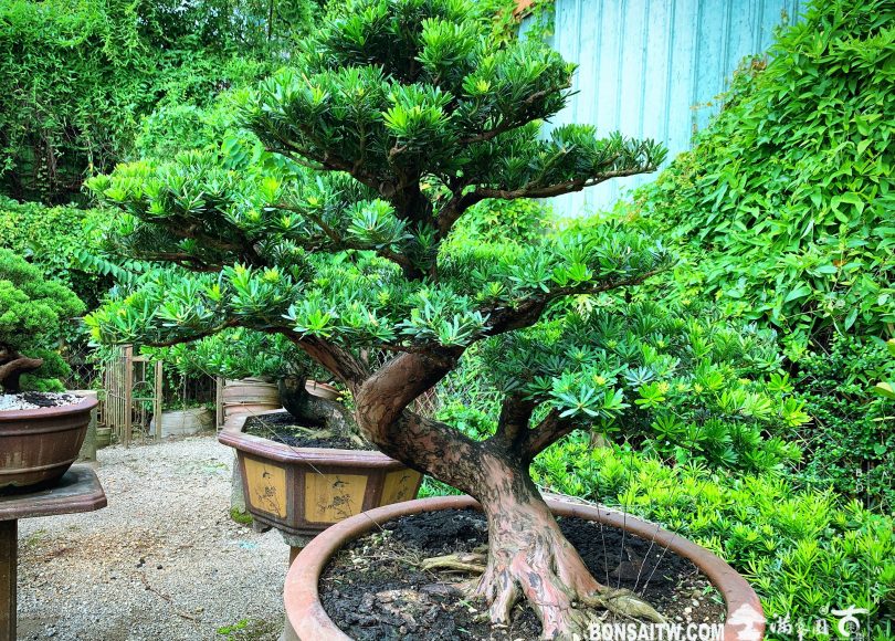 06f029f9 ed45 444b 8506 2be97bdb3009 [晶鑽羅漢松] 汗水不會白流，它只是成長過程的要素之一。 晶鑽羅漢松(Diamond Podocarpus costalis)