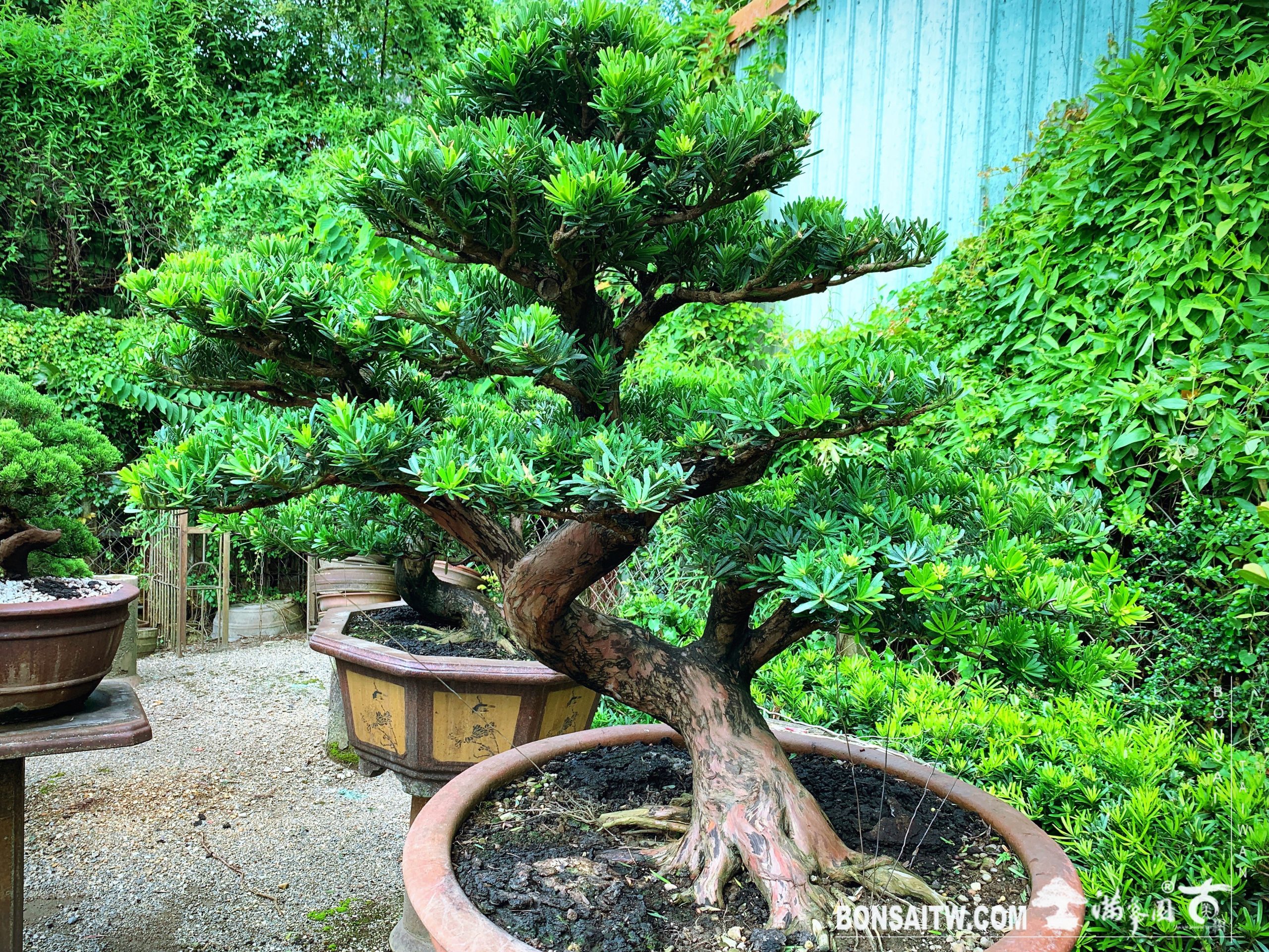 06f029f9 ed45 444b 8506 2be97bdb3009 [晶鑽羅漢松] 汗水不會白流，它只是成長過程的要素之一。 晶鑽羅漢松(Diamond Podocarpus costalis)