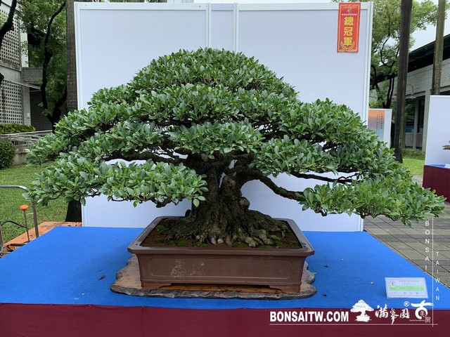 070 [展覽] 2019樹藝雅石屏光展