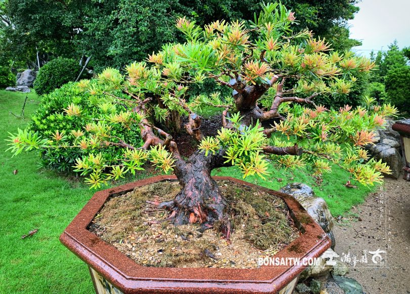 09dda4d5 87e8 42f5 9675 f3e04b257fe6 [紅芽羅漢松]充實與感恩的人生，必然豐富。