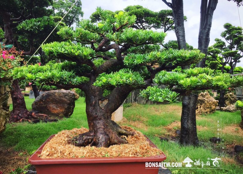 0a398c0c 6a8d 4fa1 a17c 0e99a9b83fbd [晶鑽羅漢松] 大型盆景.整理 羅漢松(Podocarpus costalis)