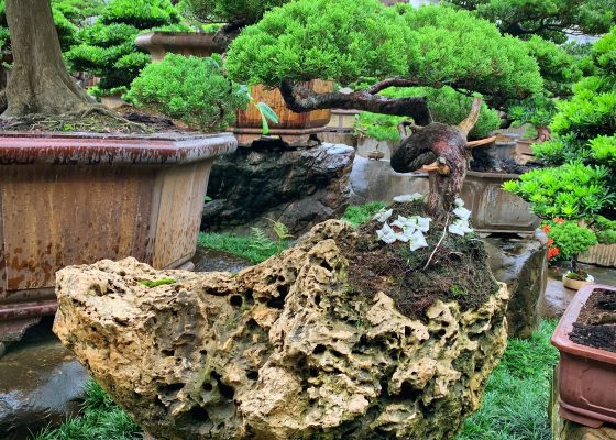 109c3c56 72b6 45fa 80f7 d61629b97fa5 [真柏]樹石共生之趣 附石盆景(rock with tree)