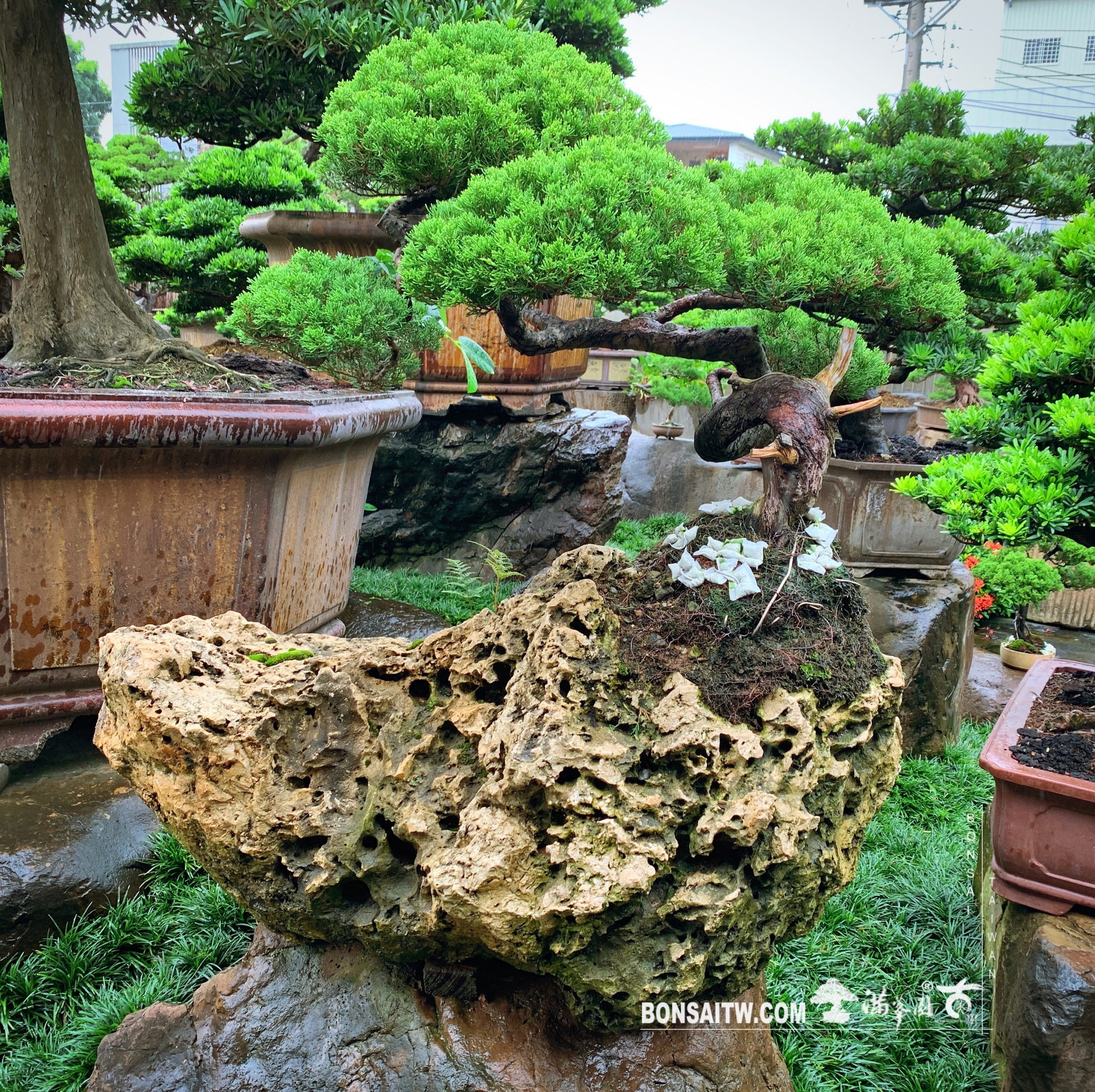 109c3c56 72b6 45fa 80f7 d61629b97fa5 [真柏]樹石共生之趣