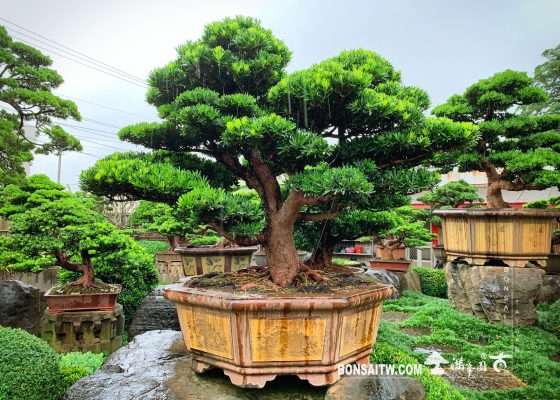 14267775 74ed 4f29 8f53 dd600e9f09c4 [羅漢松] 雨天開車小心，平安。 大型庭園樹專區(Garden Tree)