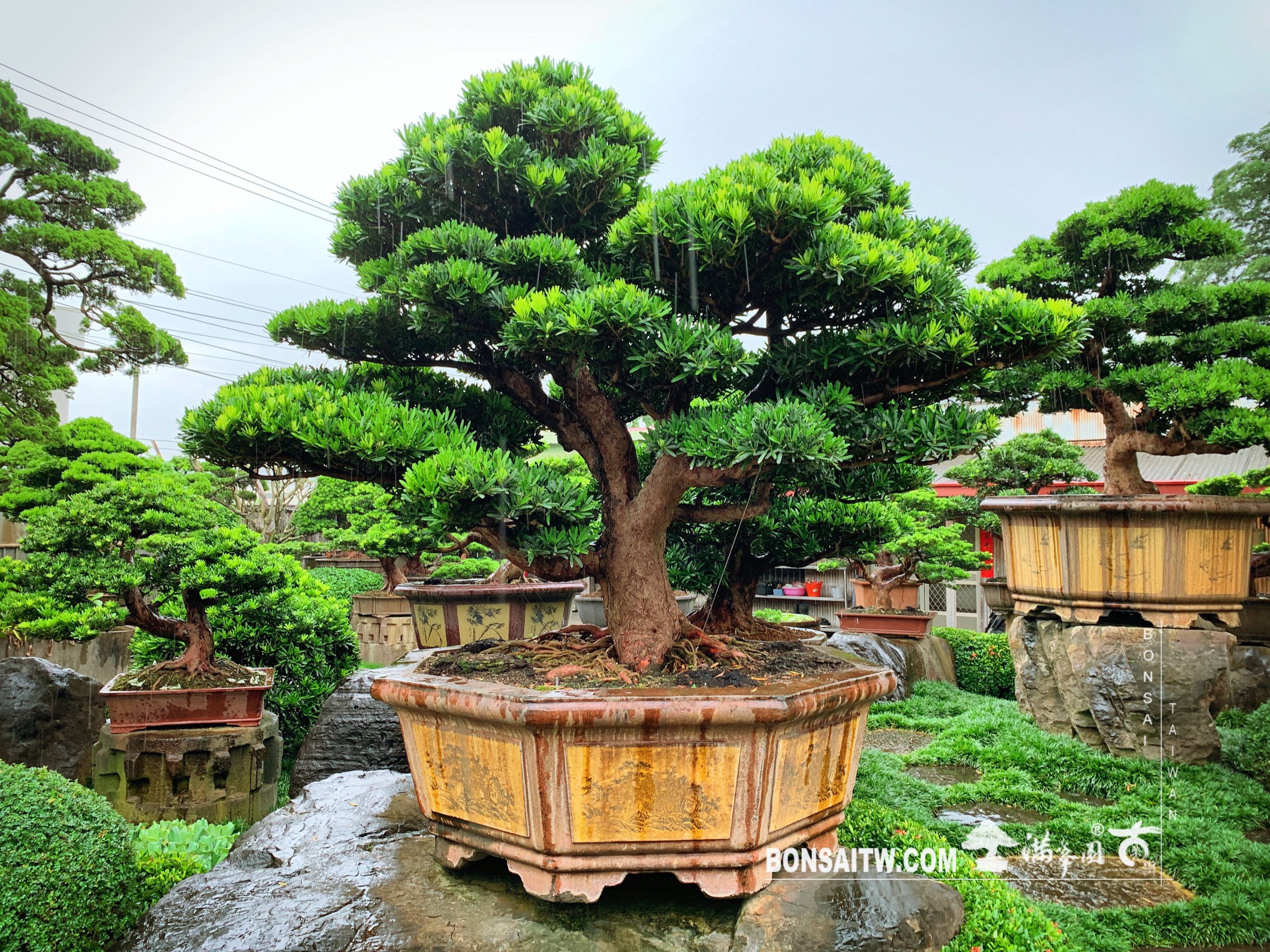 14267775 74ed 4f29 8f53 dd600e9f09c4 [羅漢松] 雨天開車小心，平安。 大型庭園樹專區(Garden Tree)