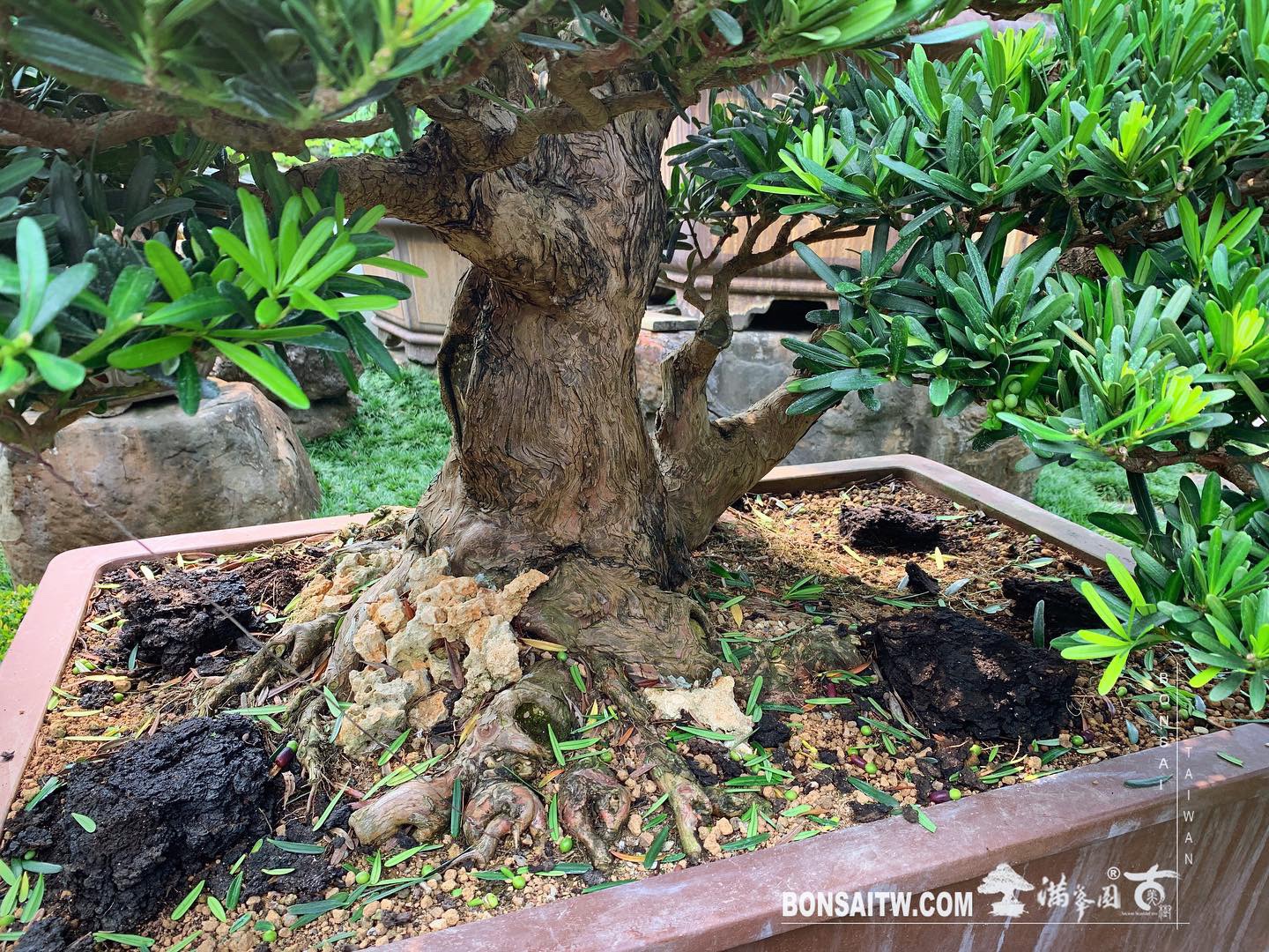 26c3af14 0e9d 4fb8 a2fa 9da80229fa6f [羅漢松] 除了準備好自己，別無他法。