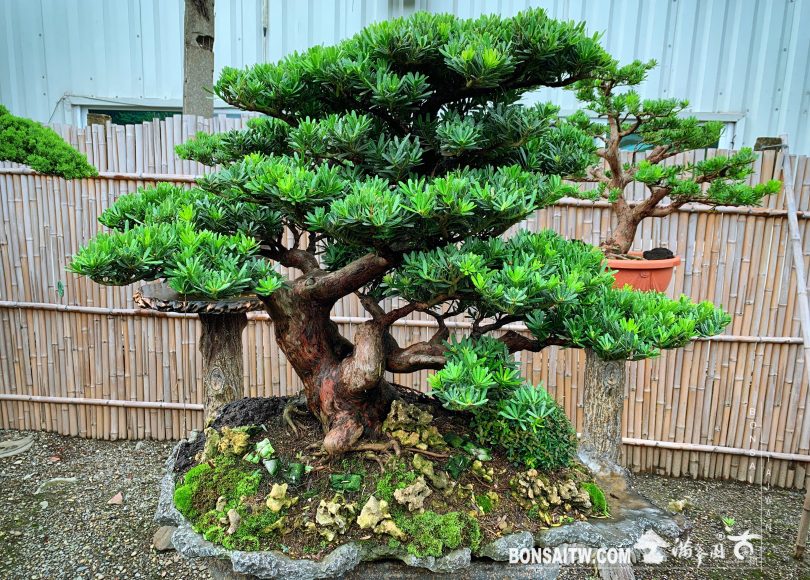 293a6037 72db 4547 bfdd 84acda042262 [晶鑽羅漢松] 凡事盡力為之，順應因緣。 晶鑽羅漢松(Diamond Podocarpus costalis)