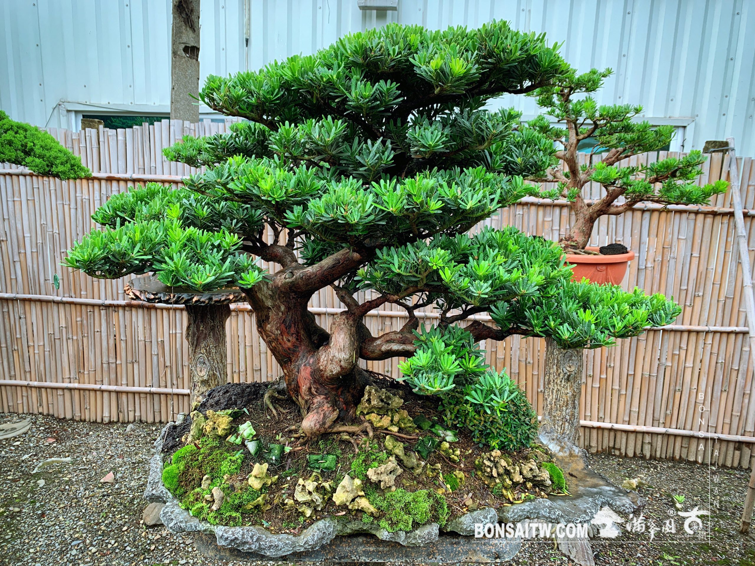 293a6037 72db 4547 bfdd 84acda042262 [晶鑽羅漢松] 凡事盡力為之，順應因緣。 晶鑽羅漢松(Diamond Podocarpus costalis)