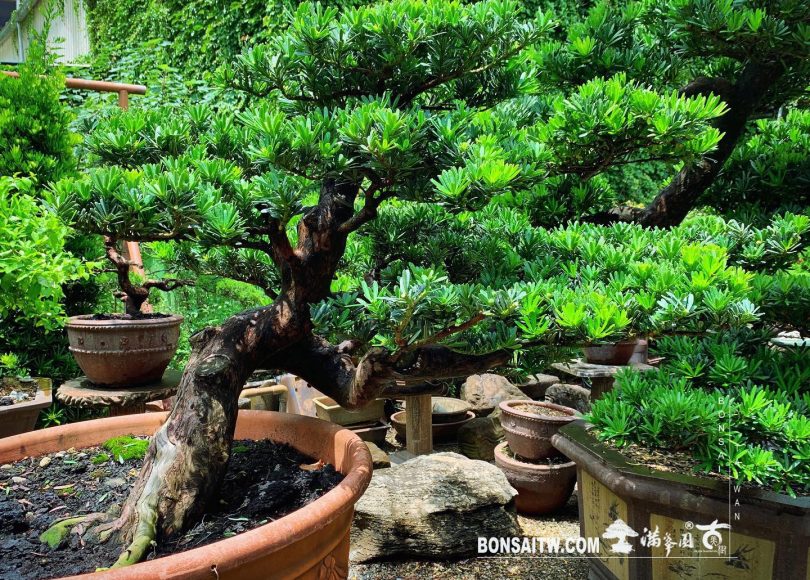 2fc61fe7 0a1f 436b ad36 0c3f12f3c5fe ‪[晶鑽羅漢松] 整理‬ 晶鑽羅漢松(Diamond Podocarpus costalis)