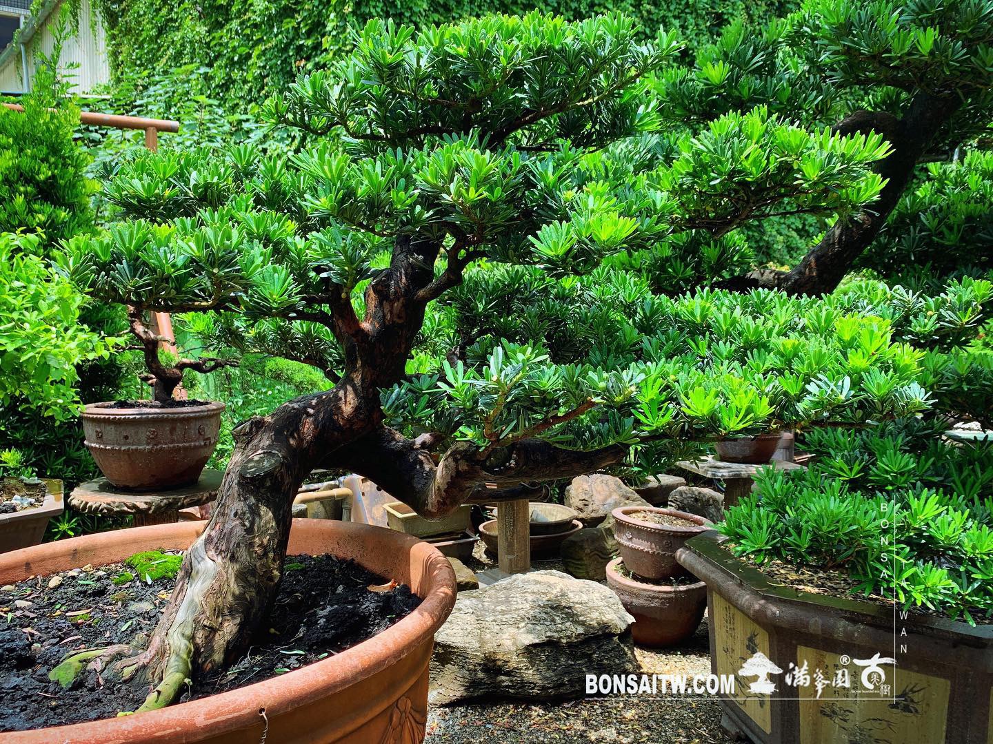 2fc61fe7 0a1f 436b ad36 0c3f12f3c5fe ‪[晶鑽羅漢松] 整理‬ 晶鑽羅漢松(Diamond Podocarpus costalis)