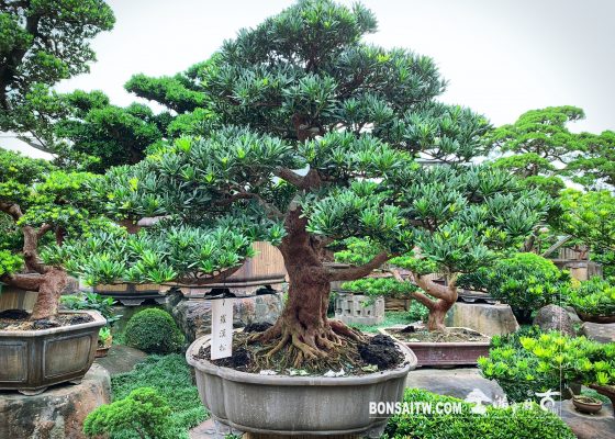 359faffb 159e 4d2c 8540 715bff1a04ed [羅漢松] 大型盆景.整理 大型盆栽(Grand Bonsai)