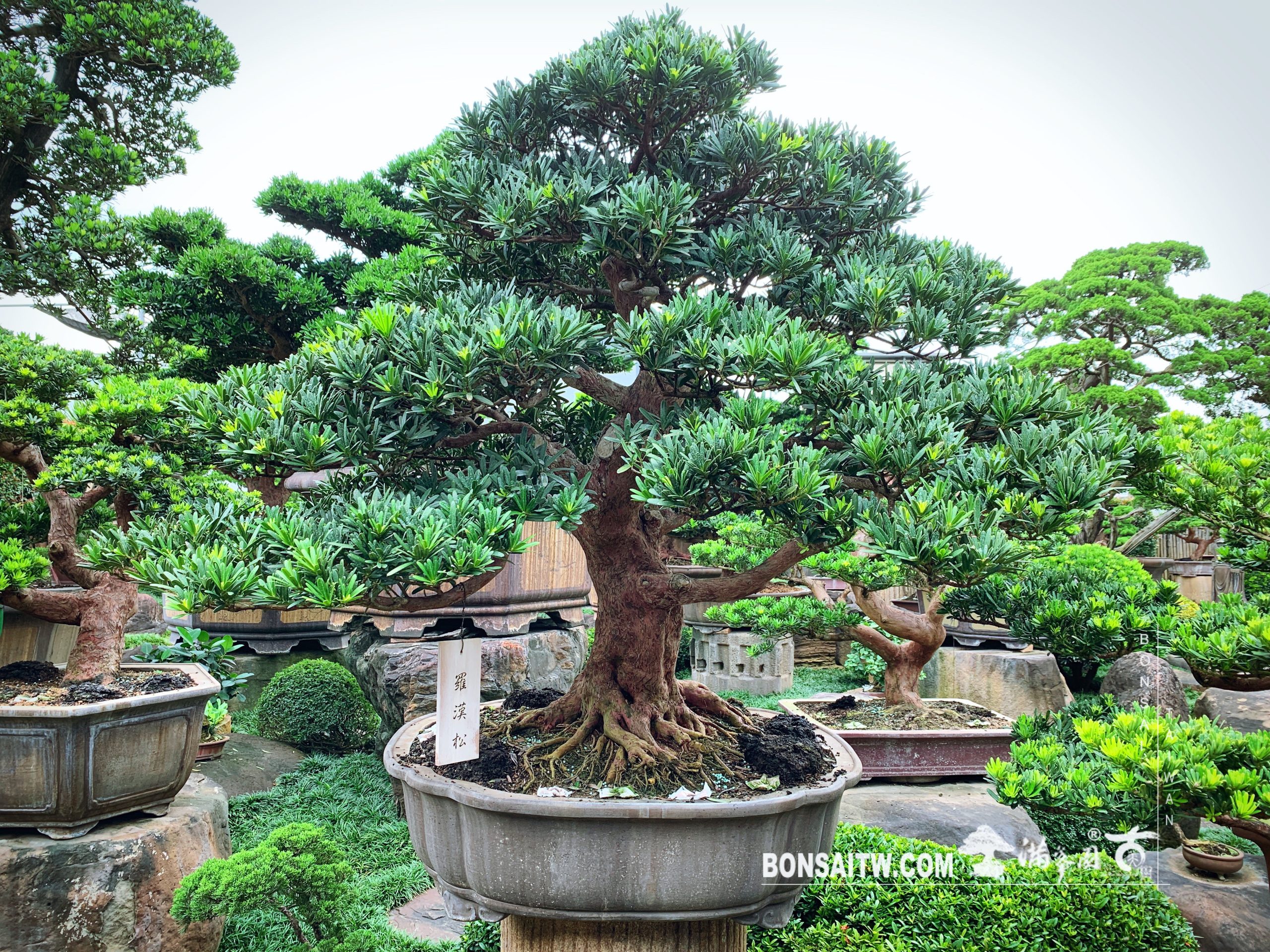 359faffb 159e 4d2c 8540 715bff1a04ed [羅漢松] 大型盆景.整理