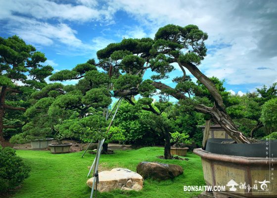 3a5087a6 130a 4f7a b96c 11cb96391e10 [真柏] 大型庭園樹.整理 大型庭園樹專區(Garden Tree)