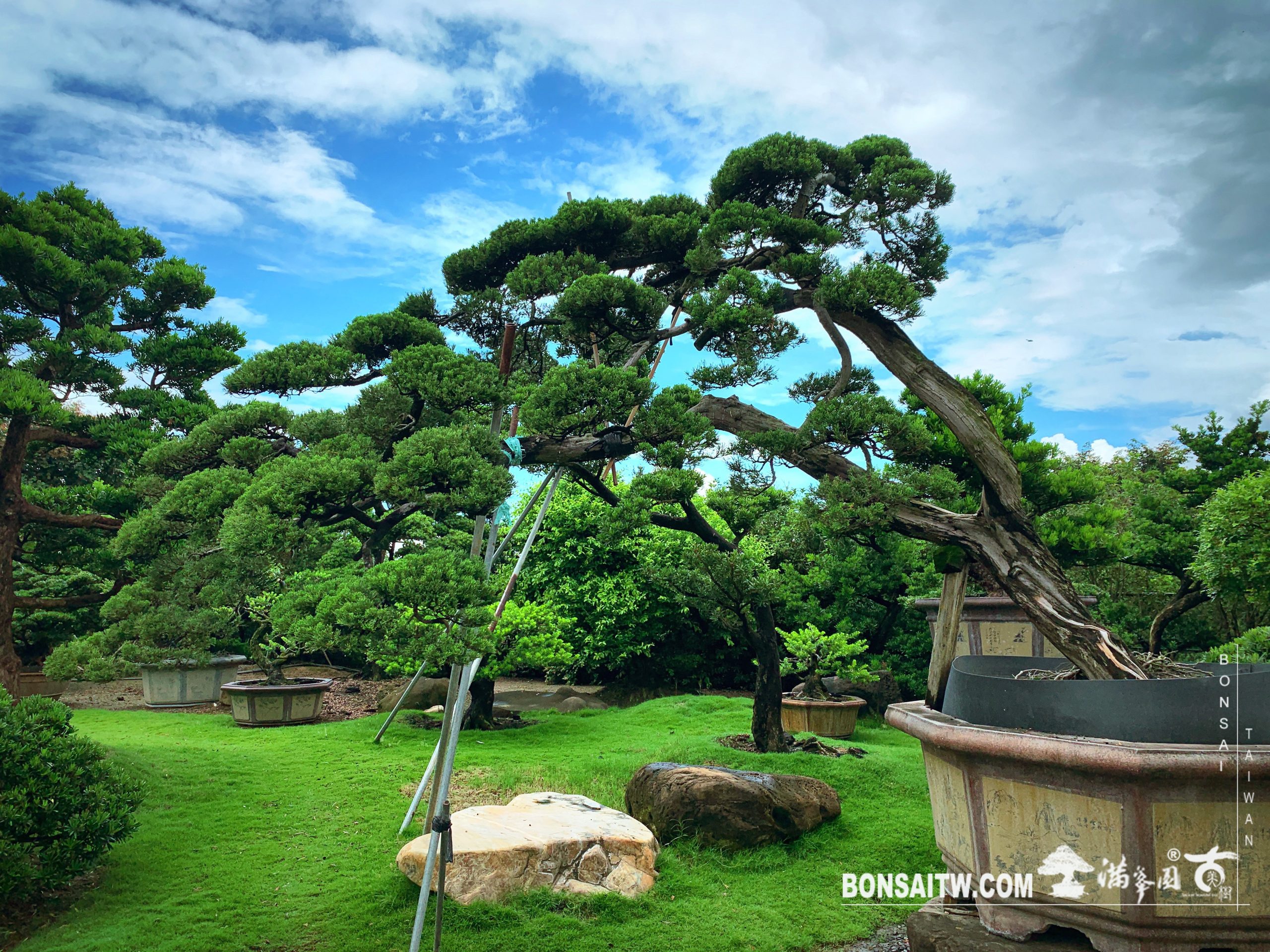 3a5087a6 130a 4f7a b96c 11cb96391e10 [真柏] 大型庭園樹.整理 大型庭園樹專區(Garden Tree)