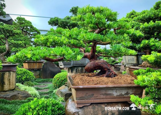 584f6ec6 758e 4ff1 a2d2 499745bbfa46 [羅漢松] 大型盆景.整理 大型盆栽(Grand Bonsai)