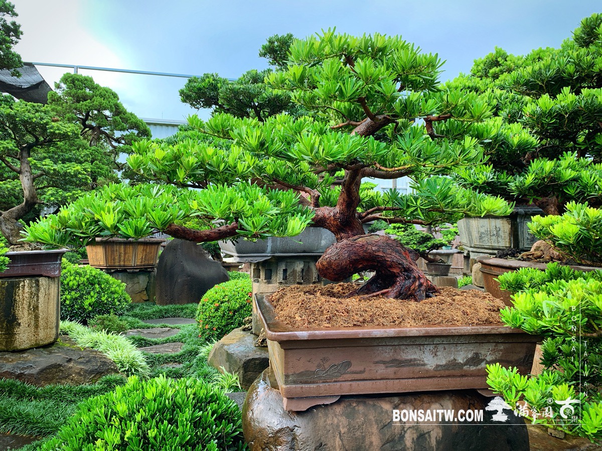 584f6ec6 758e 4ff1 a2d2 499745bbfa46 [羅漢松] 大型盆景.整理