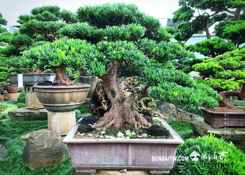 605c9c63 f0e6 48ba 97a1 3b74078ccaeb [羅漢松] 專心面對眼前的事物，盡情玩味其中。